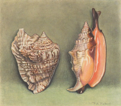 Strombus bituberculatus Lam